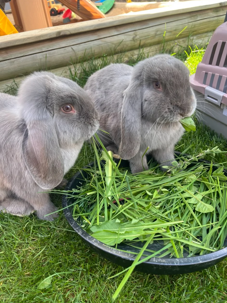 Die Kaninchen Yuki und Holly fressen frisches Grün